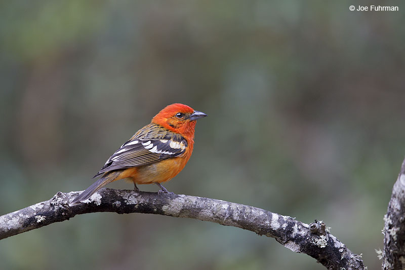 Flame-colored_Tanager_W0G6955
