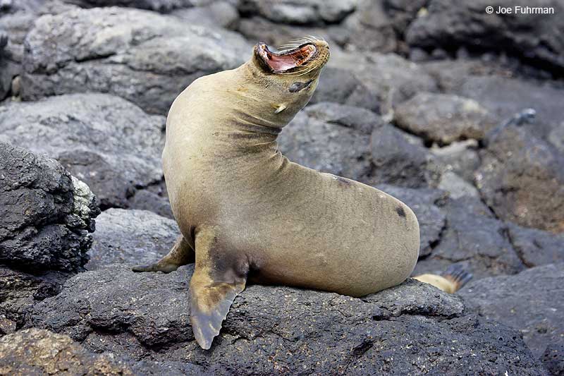 Galapagos Fur Seal Galapagos Islands, Ecuador   December 2005