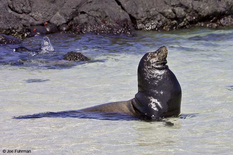 Galapagos Sea Lion Galapagos Islands, Ecuador   December 2005