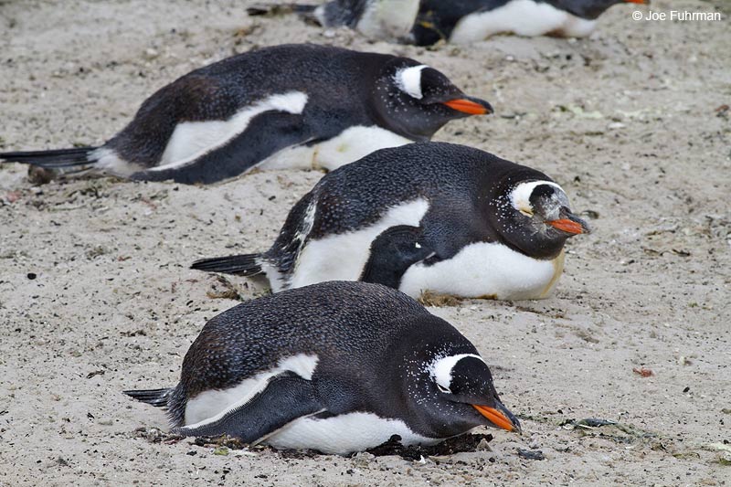 Gentoo Penguin Saunders Island, Falkland Islands Nov. 2010