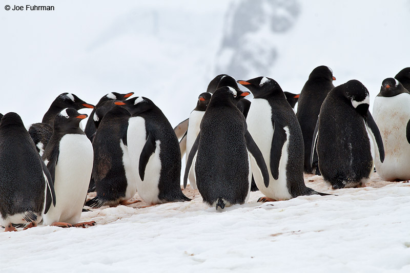 Gentoo Penguin Cuverville Island, Antarctica Nov. 2010