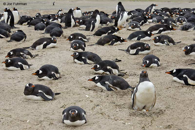 Gentoo Penguin Saunders Island, Falkland Islands Nov. 2010