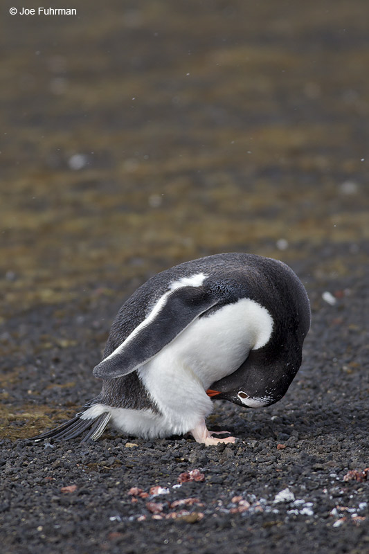 Gentoo Penguin Deception Island, Antarctica Nov. 2010