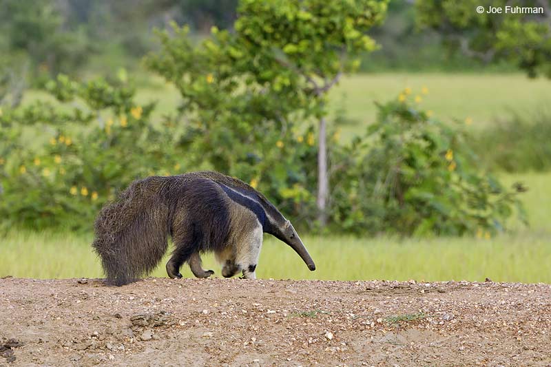 Giant Anteater-Pousada Caiman Pantanal, Brazil March 2008