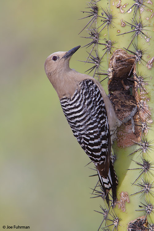 Gila Woodpecker female Pima Co., AZ May 2009