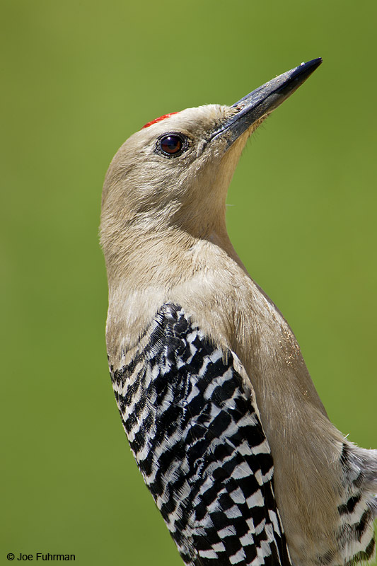 Gila Woodpecker male Riverside Co., CA May 2007
