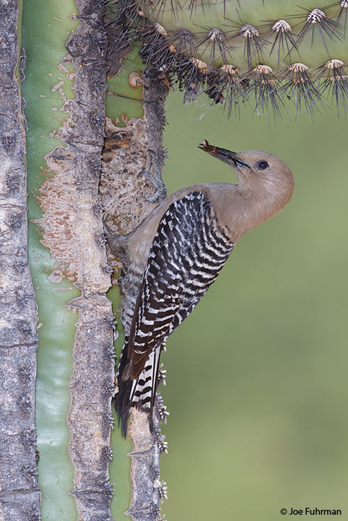 Gila Woodpecker Pima Co., AZ May 2011