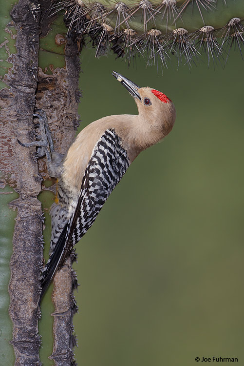 Gila Woodpecker Pima Co., AZ May 2011