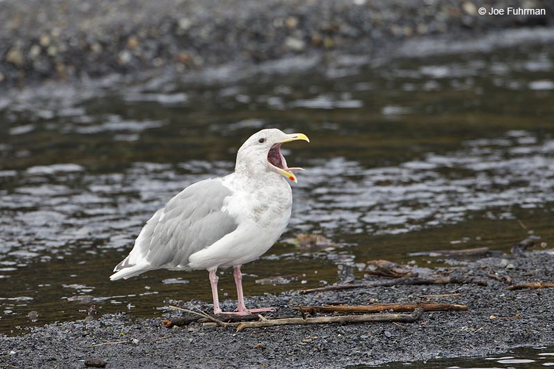 Glaucous-winged Gull Seward, AK Sept. 2012
