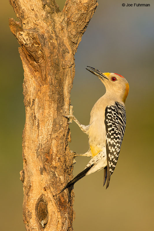 Golden-fronted Woodpecker Hidalgo Co., TX   Feb. 2014