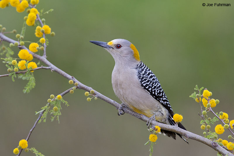 Golden-fronted Woodpecker Hidalgo Co., TX   Feb. 2014