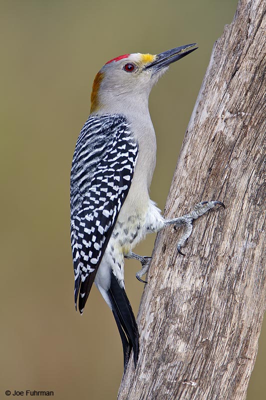Golden-fronted Woodpecker male Hidalgo Co., TX   November 2008