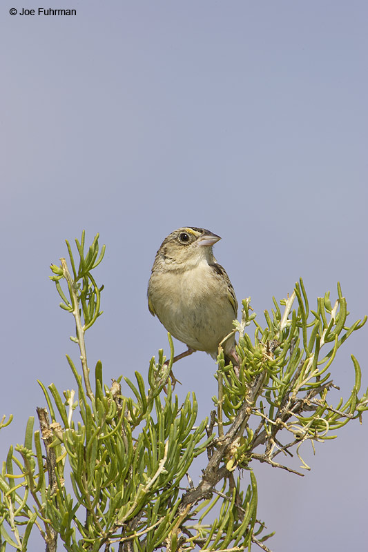 Grasshopper Sparrow Yakima Co., WA   June 2007