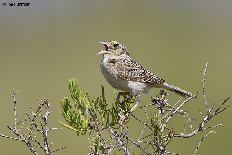 Grasshopper Sparrow Yakima Co., WA   June 2007