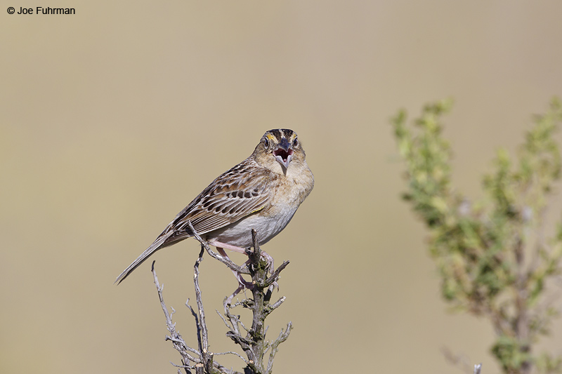 Grasshopper Sparrow Ventura Co., CA    May 2012