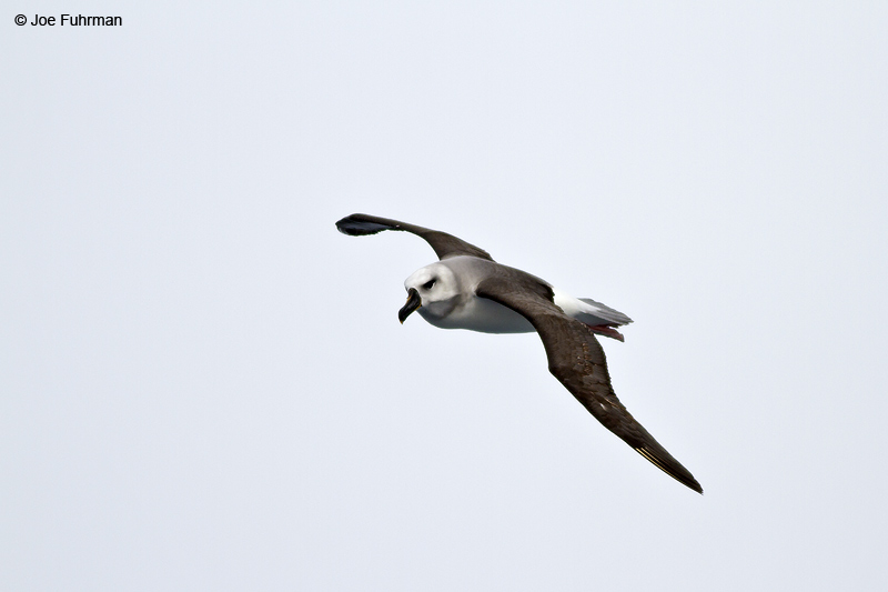 Gray-headed Albatross Drake Passage     Nov. 2010