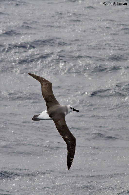 Gray-headed Albatross Drake Passage     Nov. 2010