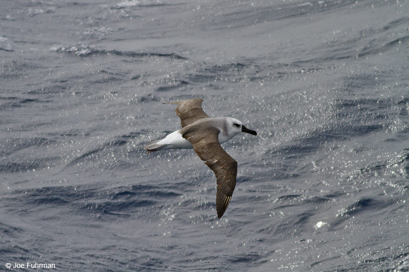 Gray-headed Albatross Drake Passage     Nov. 2010