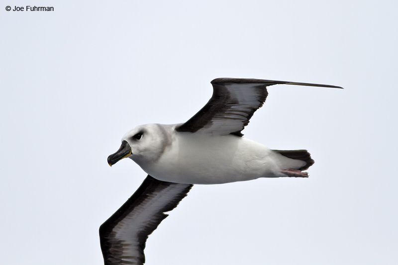 Gray-headed Albatross Drake Passage     Nov. 2010