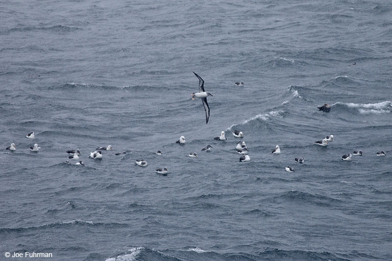 Albatross-South Georgia Island Nov. 2010