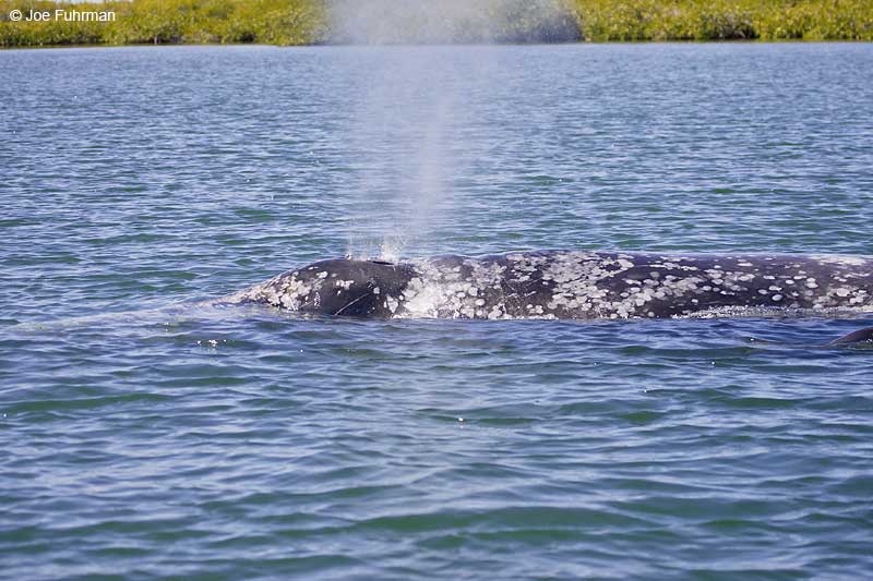 Gray Whale Magdalena Bay, Baja Sur, Mexico   February 2008