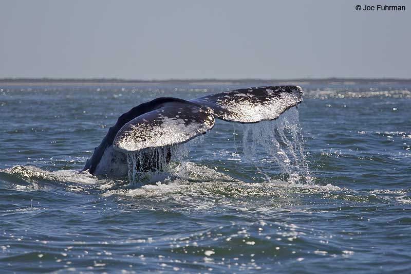 Gray Whale Magdalena Bay, BCS, Mexico    March 2011
