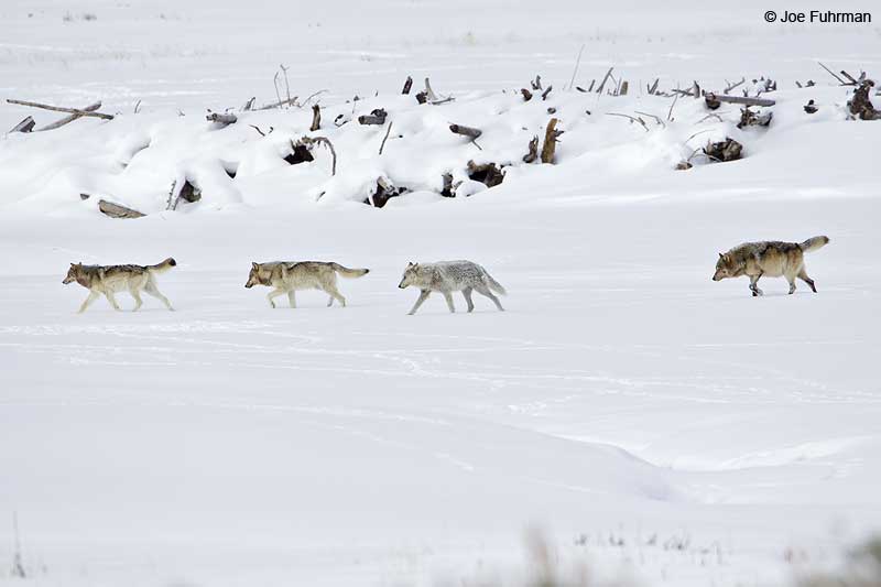 Gray Wolf Yellowstone National Park, WY   February 2010