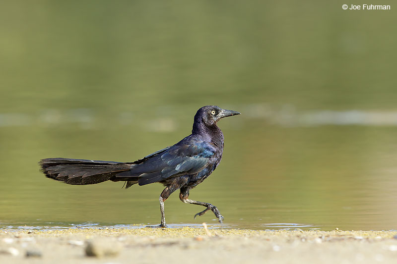Great-tailed Grackle L.A. Co., CA August 2016