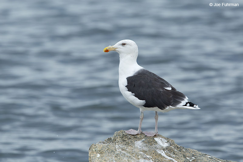 Great Black-backed Gull New Haven Co., CT   Oct. 2014