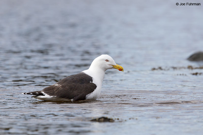 Great Black-backed Gull Acadia N.P., ME   May 2013