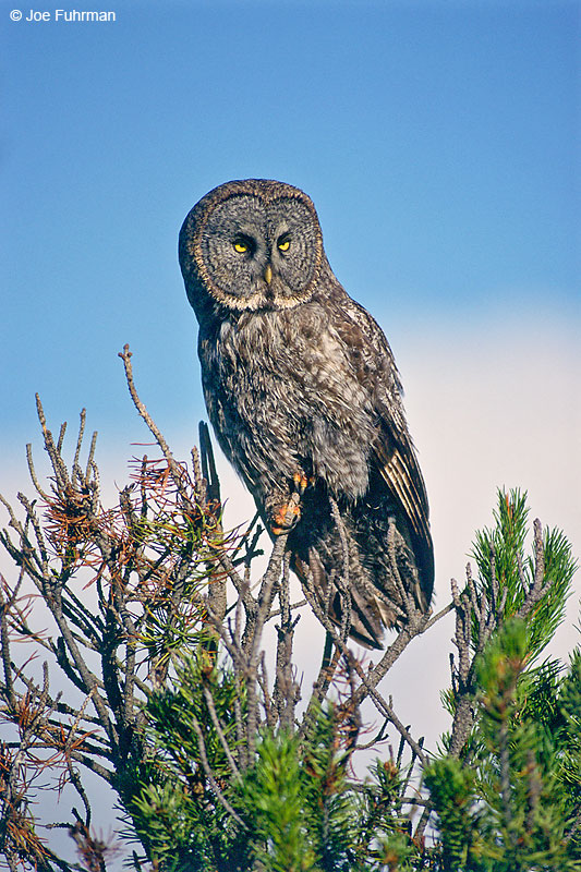 Great Gray Owl Deshutes N.F., OR July