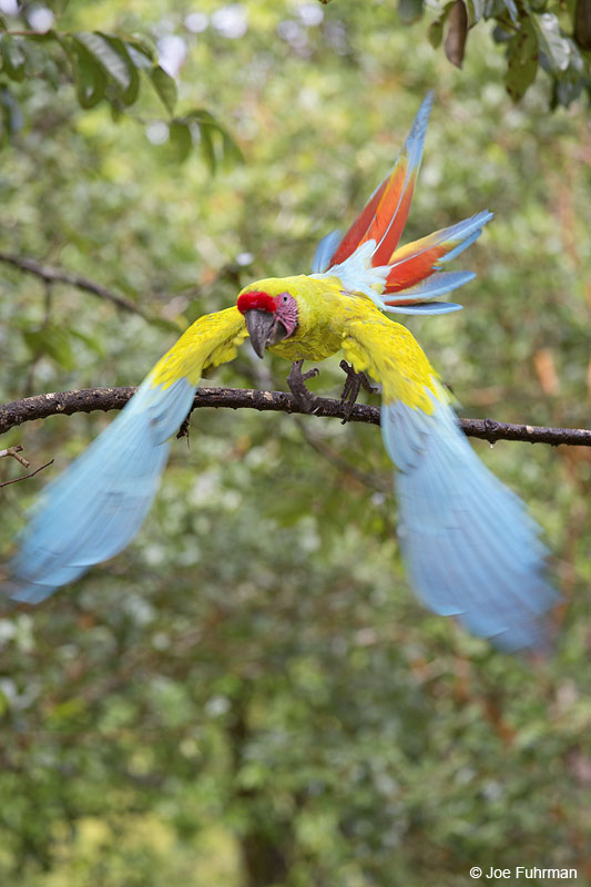 Great Green Macaw Laguna del Lagarto Lodge, Costa Rica   Jan. 2014
