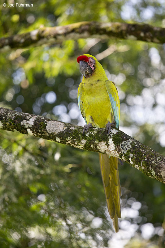 Great Green Macaw Costa Rica   Jan. 2014
