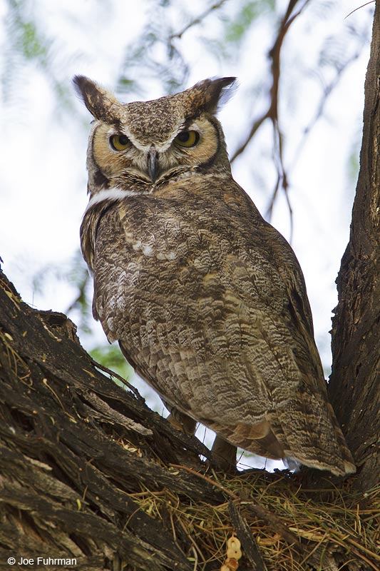 Great Horned Owl Riverside Co., CA April 2010