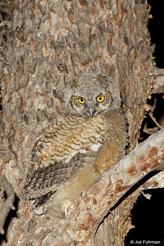 Great Horned Owl Pima Co., AZ April 2013