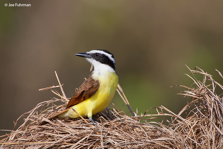 Great Kiskadee on nest Gamboa, Panama March 2008