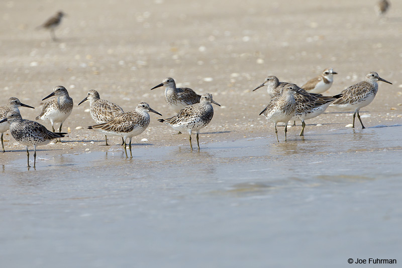 Great Knot Thailand Feb. 2012