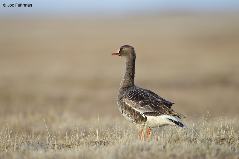 Greater White-fronted Goose Barrow, AK June 2012