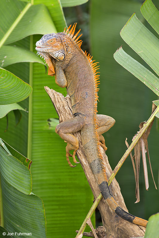 Green Iguana La Fortuna, Costa Rica Jan. 2014