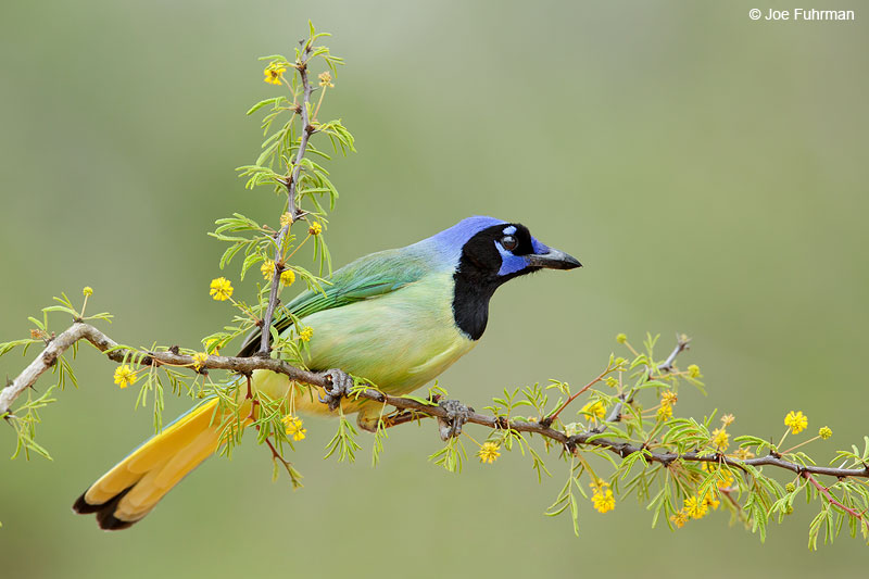 Green Jay Starr Co., TX   March 2015