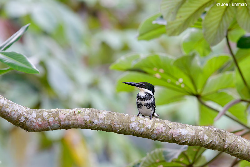 Green Kingfisher Nayarit, Mexico April 2015