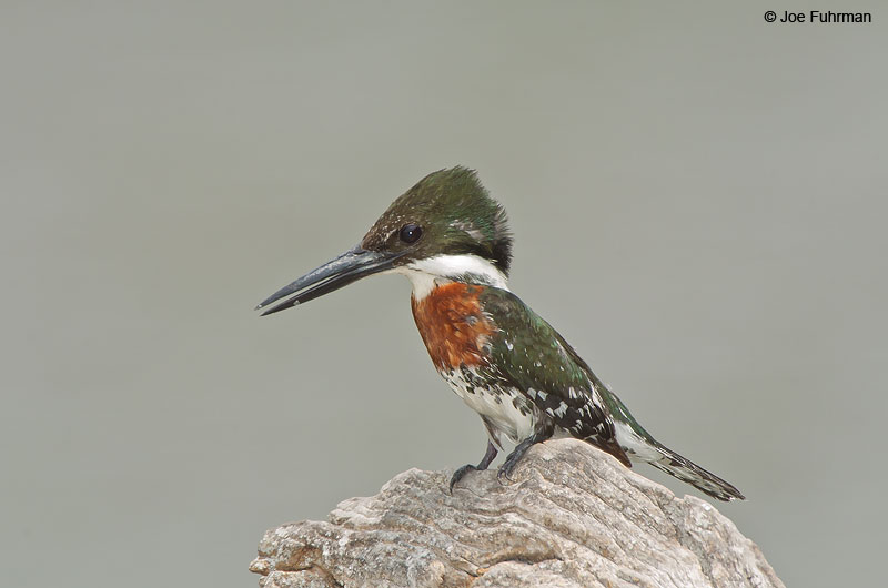 Green Kingfisher male Tamaulipas, Mexico May 2005