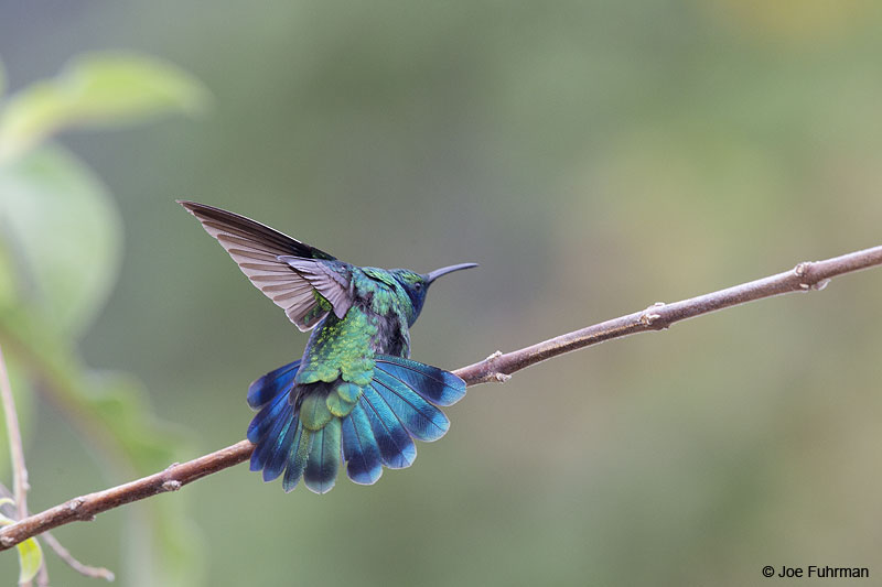 Green Violetear Parque Nacional Los Quetzales, Costa Rica Jan. 2014