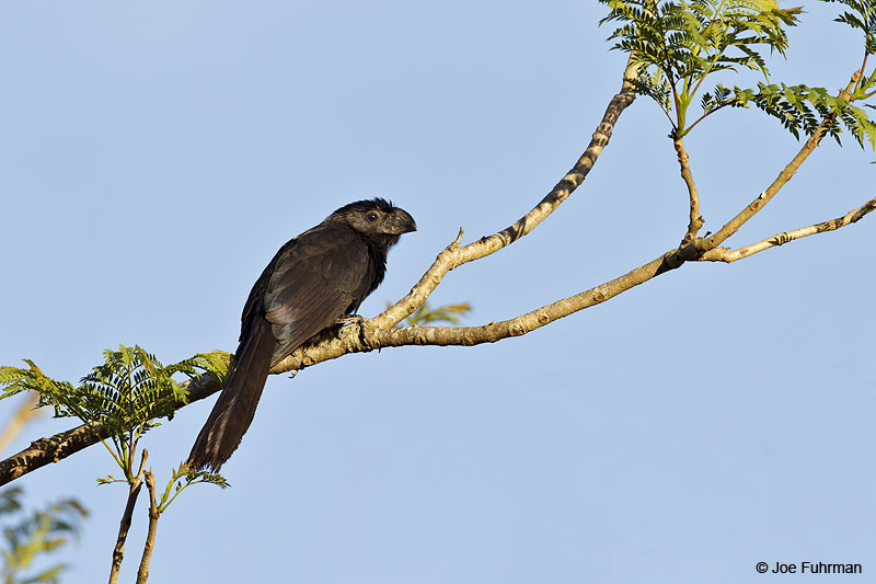Groove-billed Ani El Tuito, Jal., Mexico March 2013