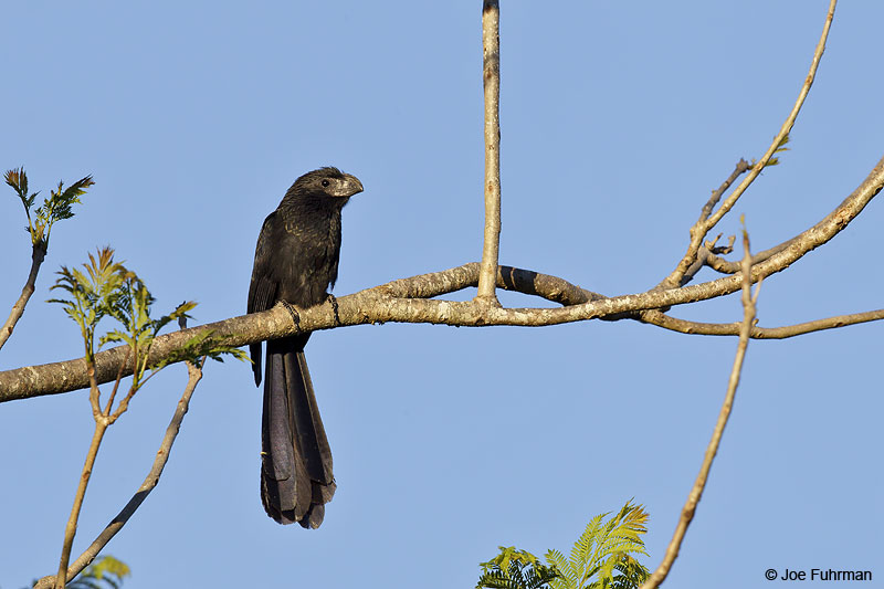 Groove-billed Ani El Tuito, Jal., Mexico March 2013