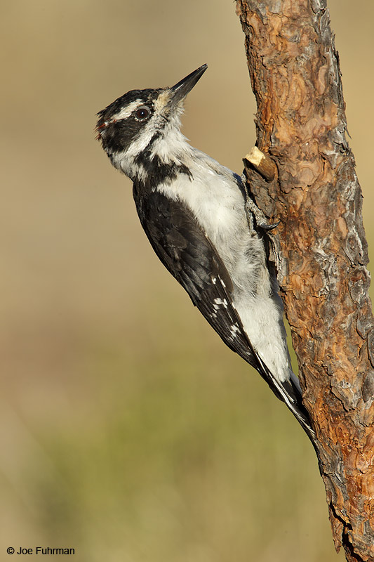 Hairy Woodpecker male Lake Co., OR Sept. 2010