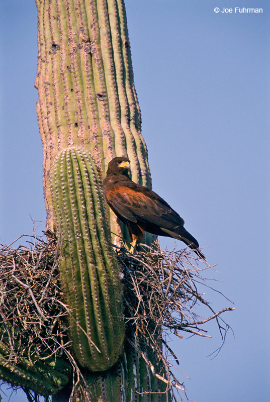Harris's Hawk at nest Pima Co., AZ   August 2000