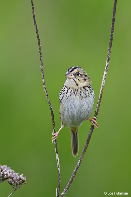 Henslow's Sparrow Muskingum Co., OH May 2009