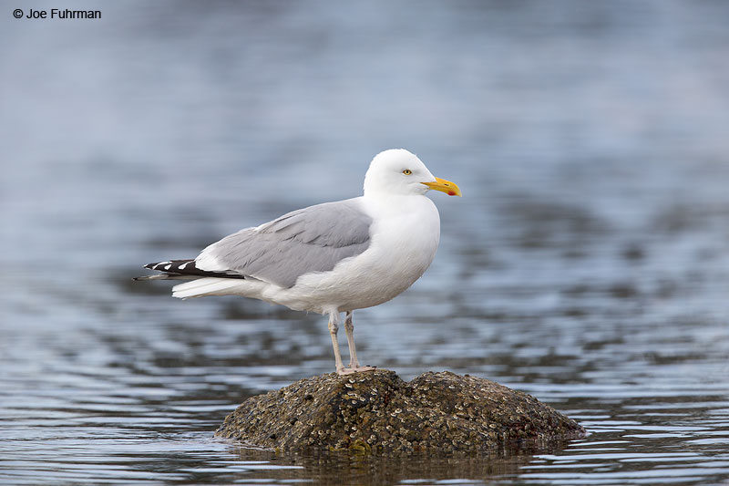 Herring Gull Acadia N.P., ME May 2013
