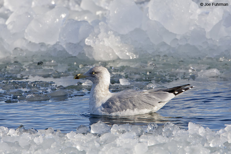 Herring Gull Ontario, Canada February 2009
